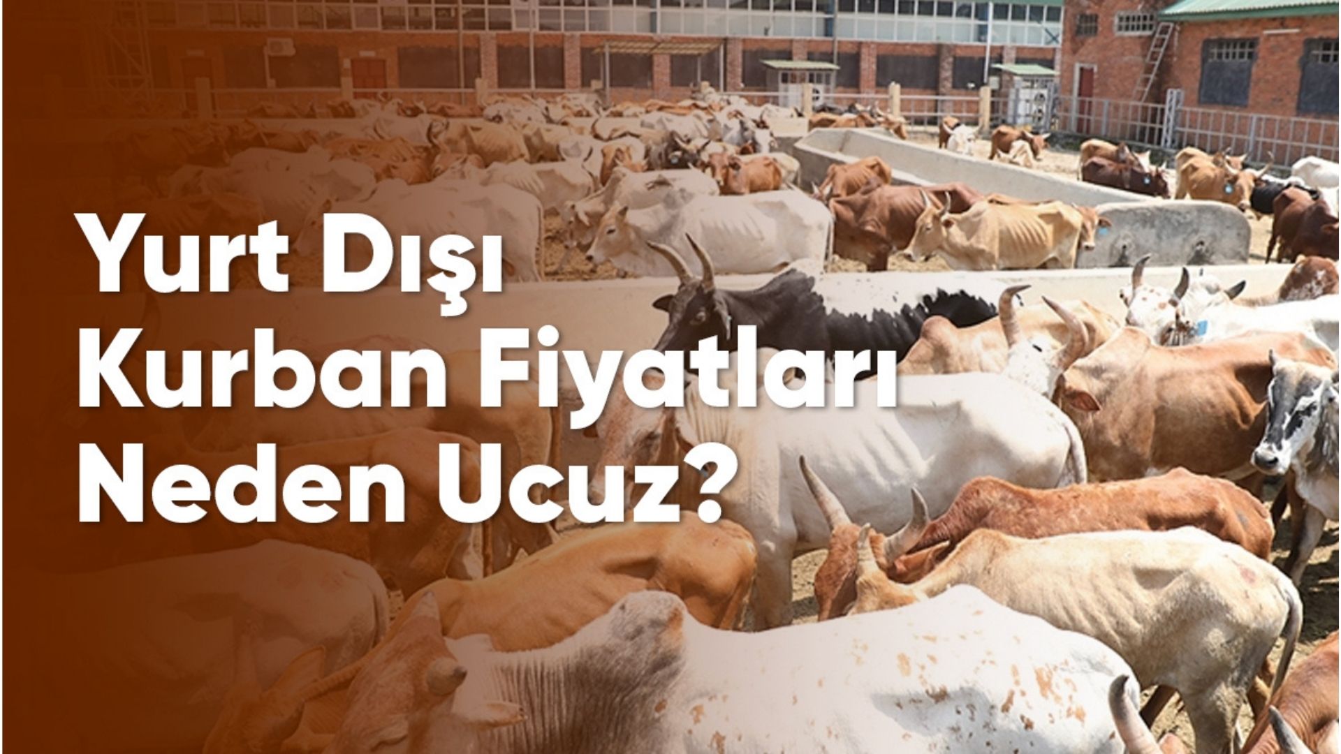 Yurt Dışı Kurban Fiyatları Neden Ucuz?